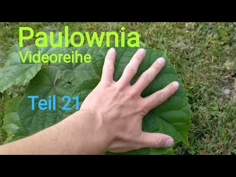 58+ Blauglockenbaum Aus Samen Ziehen, Das hier ist mein erstes video