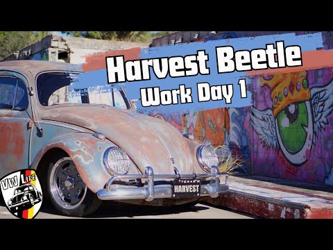 Harvest Beetle 2023 Work Day 1