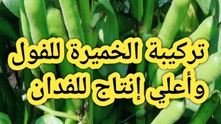 رش الخميرة علي الفول البلدي لزيادة المحصول بكمية كبيرة جدا.. شوف بنفسك