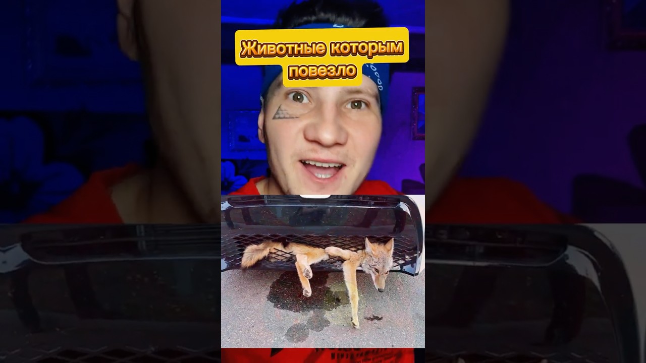 Этим Животным Не реально Повезло
