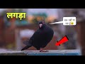 कबूतर अचानक से लगंडा हो गया | Kabootar Achanak Se Langda Ho Gya❣️🕊