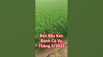 Tạo Bàn Cắm Keo Bẫy Cò Vụ Tháng 3/2025.