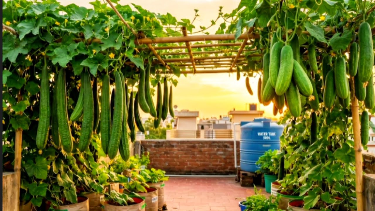 மாடித்தோட்டத்தில் பீர்க்கங்காய் அறுவடை | | Harvest in our Terrace Garden | | Gardening | | 