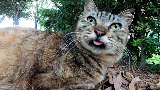 ベロを戻し忘れた野良猫をナデナデする