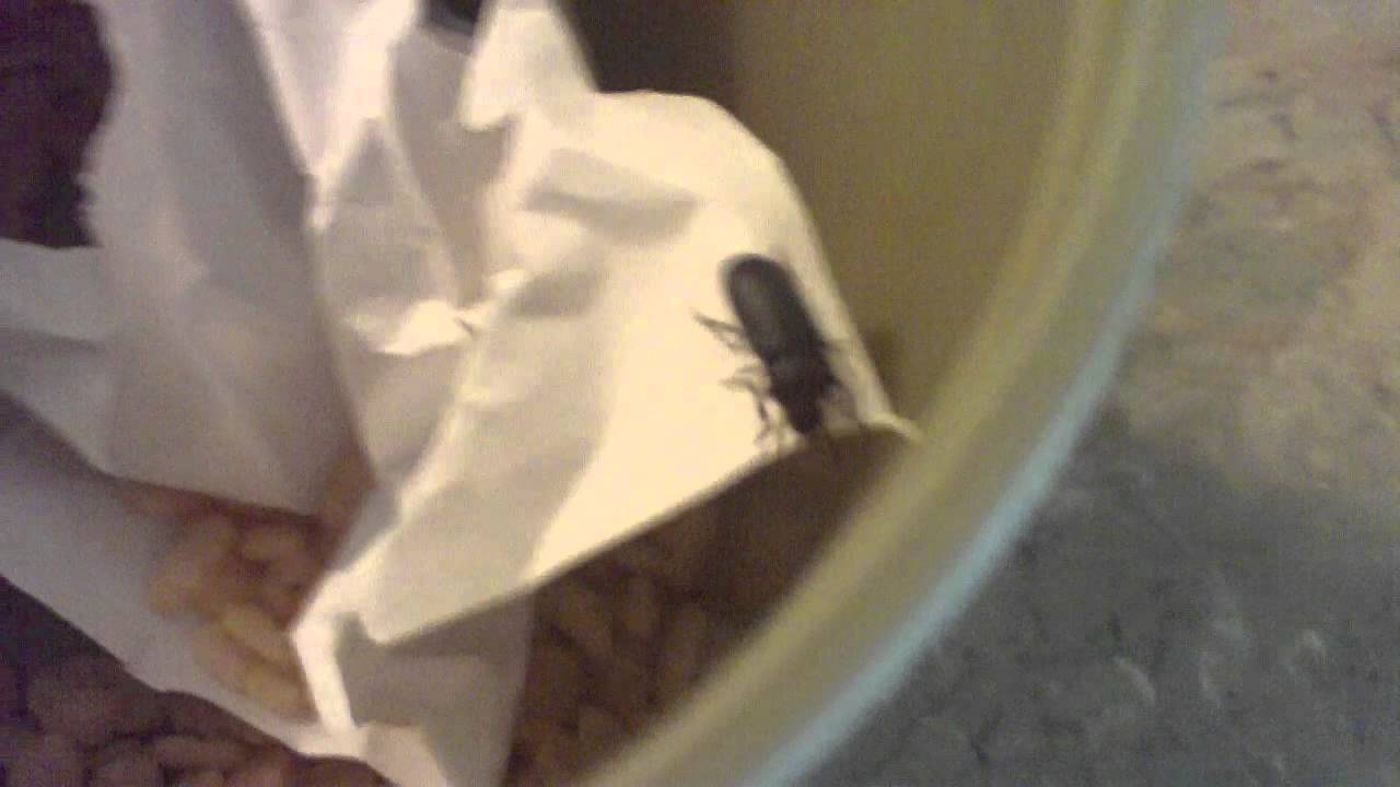 my darkling beetle care Day 1 the babies YouTube
