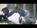Shabani Pokes Ai's Butt.  a Huge Male Gorilla With a Little Boy's Heart ❤ | Higashiyama Zoo