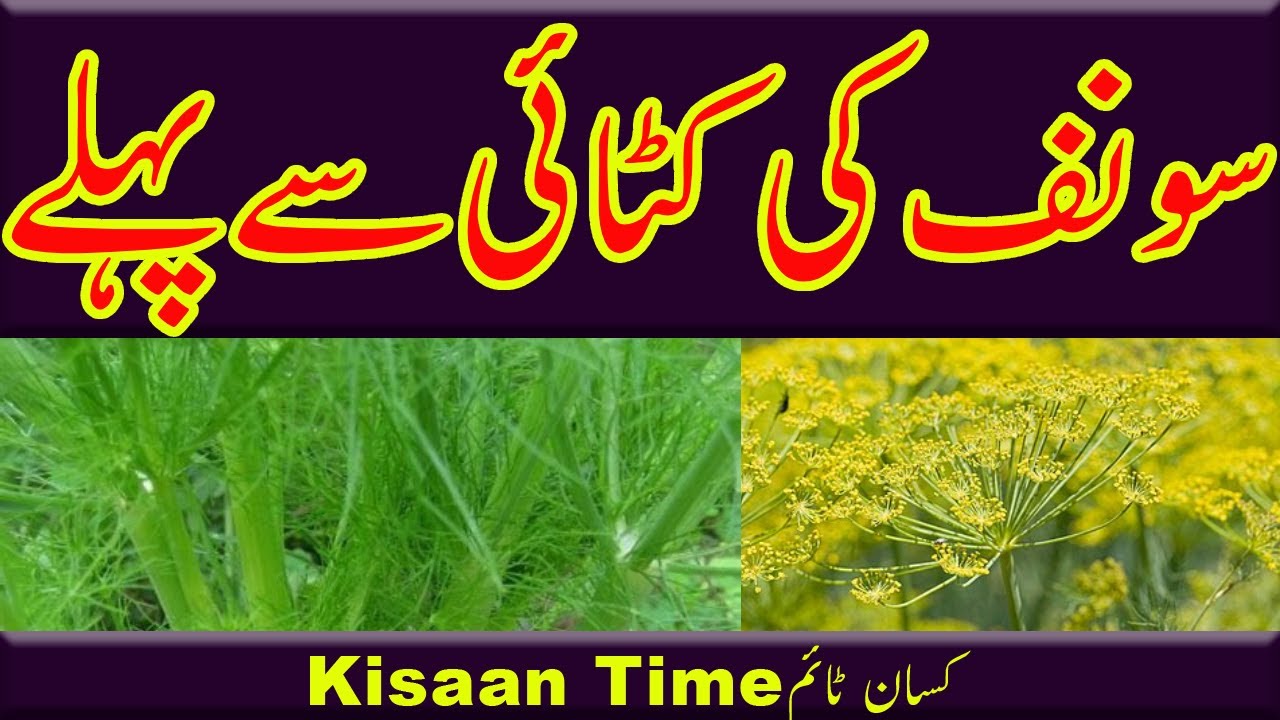 سونف کی کٹائی سے پہلے sounf ki fasal ki katai sounf ki katai sounf ki fasal kisan tim کسان ٹائم