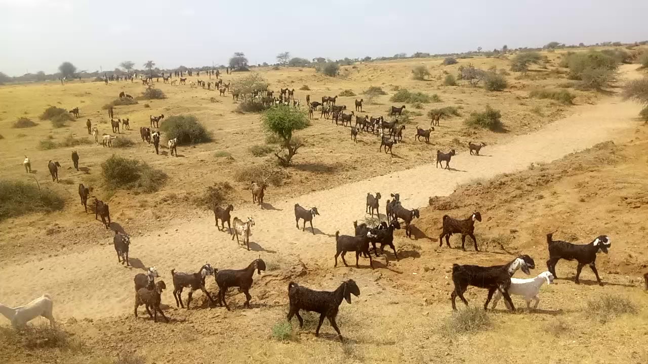 goat herding kutch indiyan animal kutch - YouTube