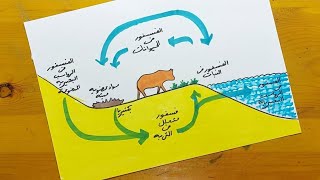 رسم دوره الفسفور || Draw the cycle of phosphorus