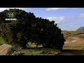 Daniel W Gebriel Yhich Agatami ዠንኤል ወ ገብሠኤል ዠህበአጋጣሚ Ethiopian Instrumental Music Daniel W Gebriel Yhich Agatami ዠንኤል ወ ገብሠኤል ዠህበአጋጣሚ Ethiopian Instrumental Music