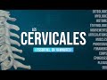 Les cervicales lessentiel en 10 min  