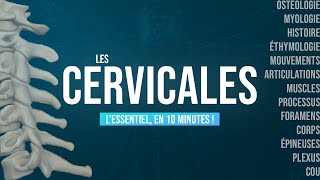 Les Cervicales, Lessentiel En 10 Min