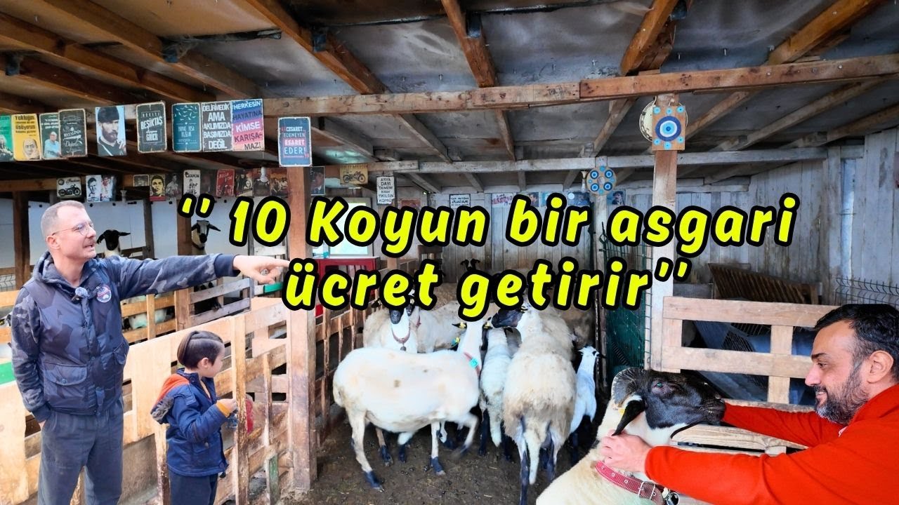 Şehirde Yaşayıp Köyde Nefes Alan Çift | Koyun Bakan Beyaz Yakalılar