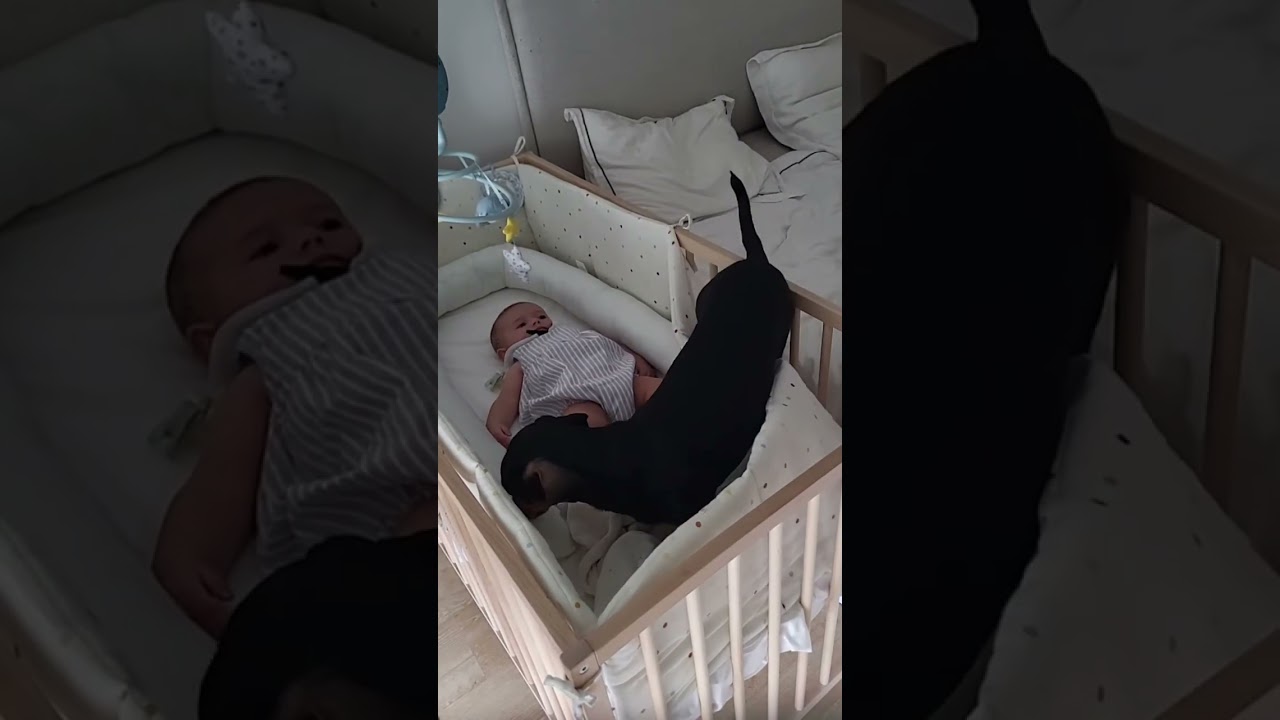 Dog take care of babies. 