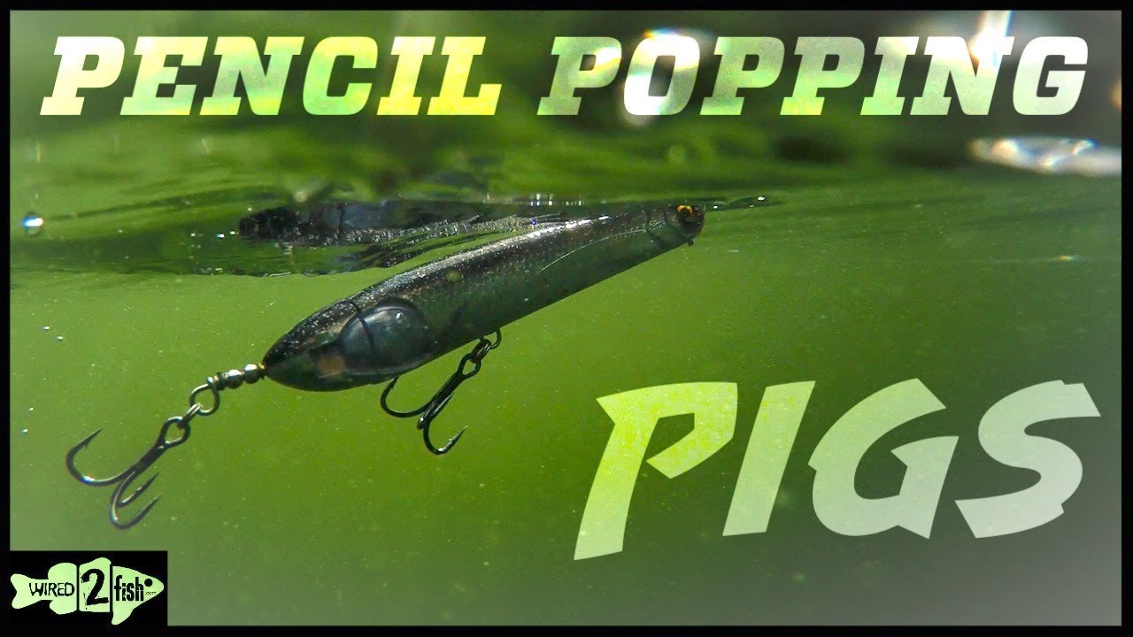 How to Fish Pencil Popper Topwater Baits for Big Bass 