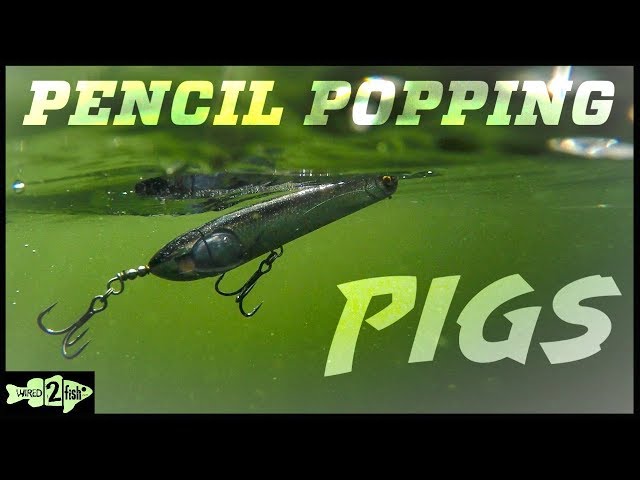 How to Fish Pencil Popper Topwater Baits for Big Bass 