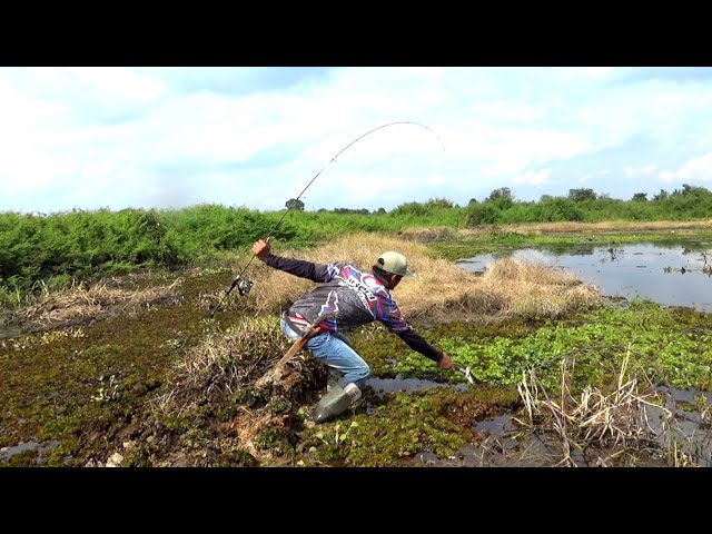 NEMU LUBUK IKAN GABUS || MENYUSURI SPOT ABIS TERKENA BANJIR.. class=