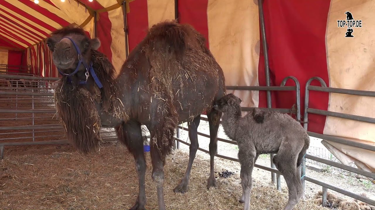 KAMELZELT DES ZIRCUS MAX RENZ IN WESEL UNTER SCHNEELAST EINGESTÜRZT - Jetzt ist ein neues da!!!
