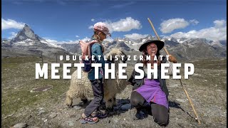 Zermatt Bucketlist  - "Meet the Sheep"  (Blacknose)