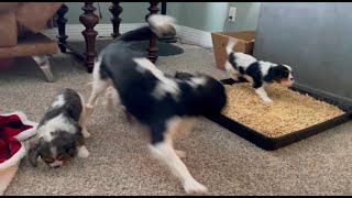 14 Puppies Have the Zoomies by Red Barn Cavaliers 1,033 views 5 months ago 4 minutes, 26 seconds