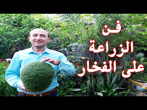 فيديو: Adzuki Bean Care and Harvest - نصائح حول كيفية زراعة حبوب Adzuki