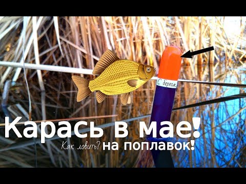 Как-и-где-ловить-карася-в-мае-с-берега-на-поплавочную-удочку?-Майский-жор-карася!