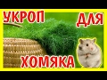 КАК ПОСАДИТЬ УКРОП ДЛЯ ХОМЯЧКА / САЖАЮ УКРОП / ТРАВУ ДЛЯ ХОМЯКА