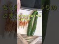 切って和えるだけ❗さっぱり美味しい❗きゅうりとちくわのナムル #Shorts #ひめりんご
