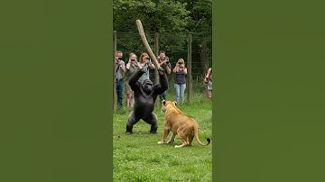 What if a Gorilla Fought a Lion with a Stick?