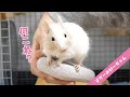 【デグー】デグーの爪って意外と痛い！Funny and Cute Degu