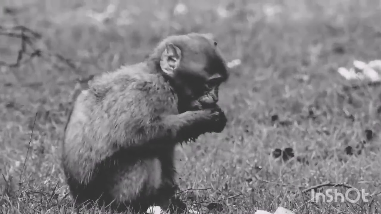 Ajeeb dastan hai iye.  ( Animal's video / Musafir.18