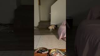 Flame Point Siamese Cat Freaks Out After Accidentally Stepping On Piece of Paper on Floor - 1364002