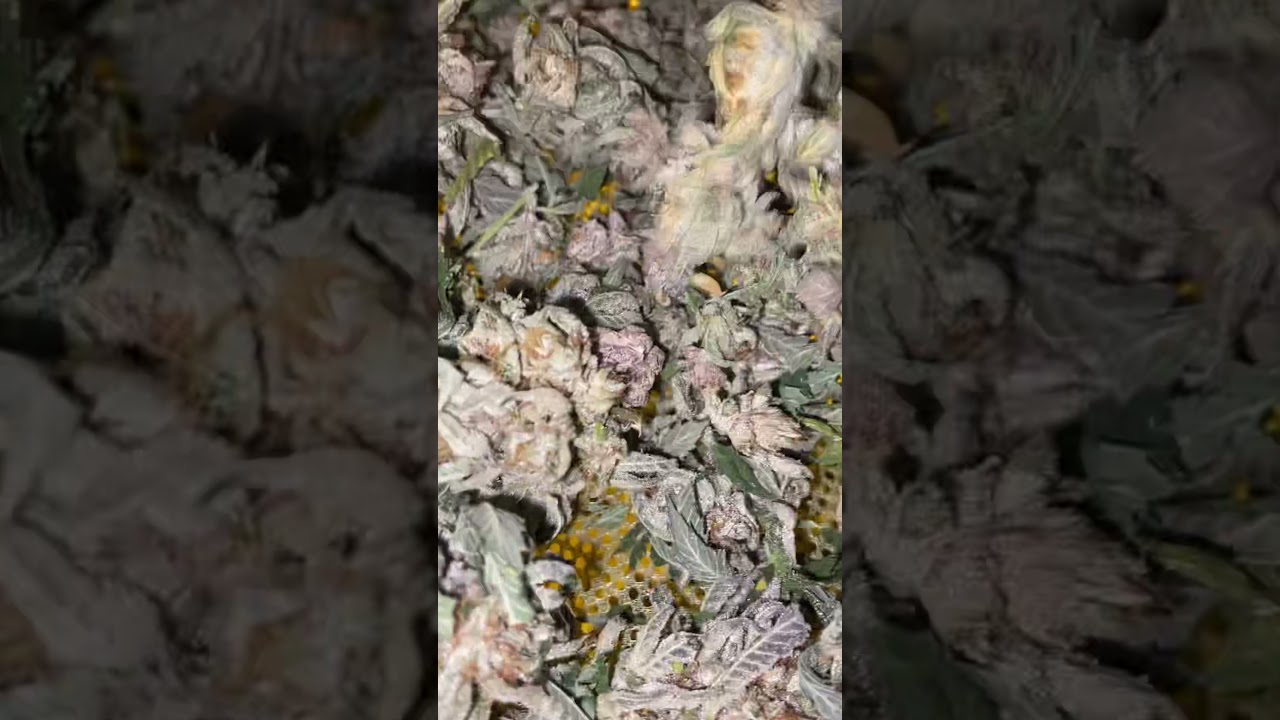 My chemdawg strain Detroit his