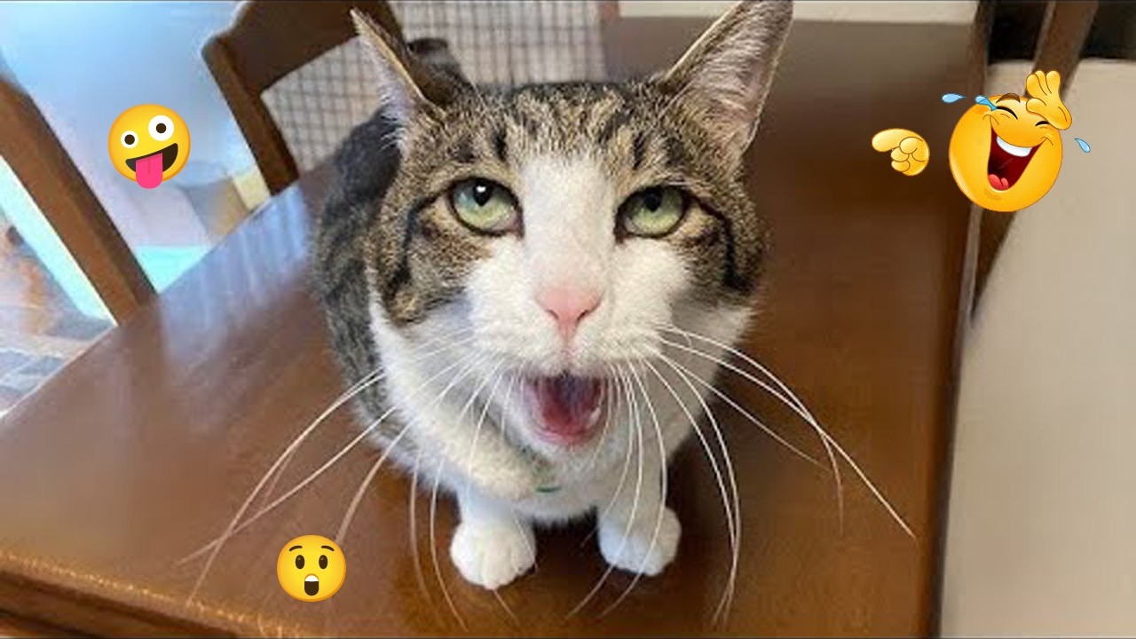 Funny Cats Acting Weird 😂😹 Best Cat Compilation 2026