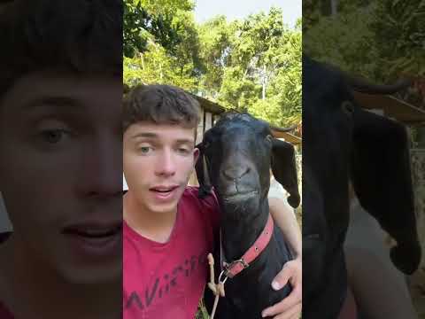 Cute animal🥺 #shorts #cute #cuteanimals #fyp #pleasesubscribe  #viralshort #viralvideo
