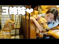 【大型犬のいる生活#38】ゴルパピわちゃわちゃ度UP！の面白可愛い3姉妹の1日