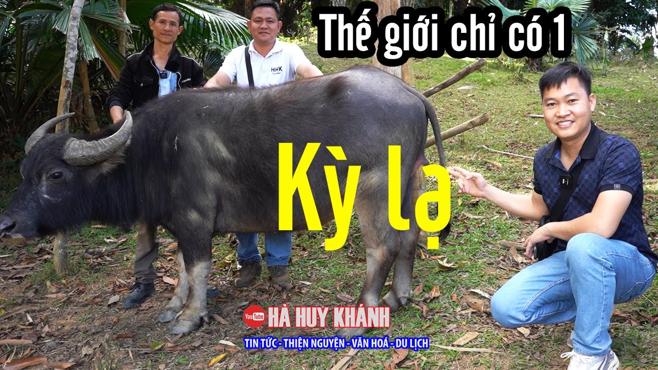 Phát hiện con trâu Kỳ Lạ ở Nghệ An nghe dân tình đồn thổi ĐỘC LẠ NHẤT VIỆT NAM.