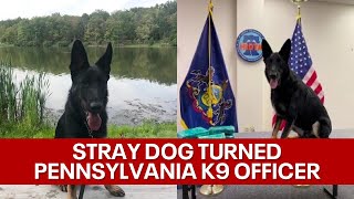 Louisiana stray dog transforms to sought after K-9 narcotics officer
