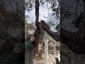 Pruning the Olive Tree