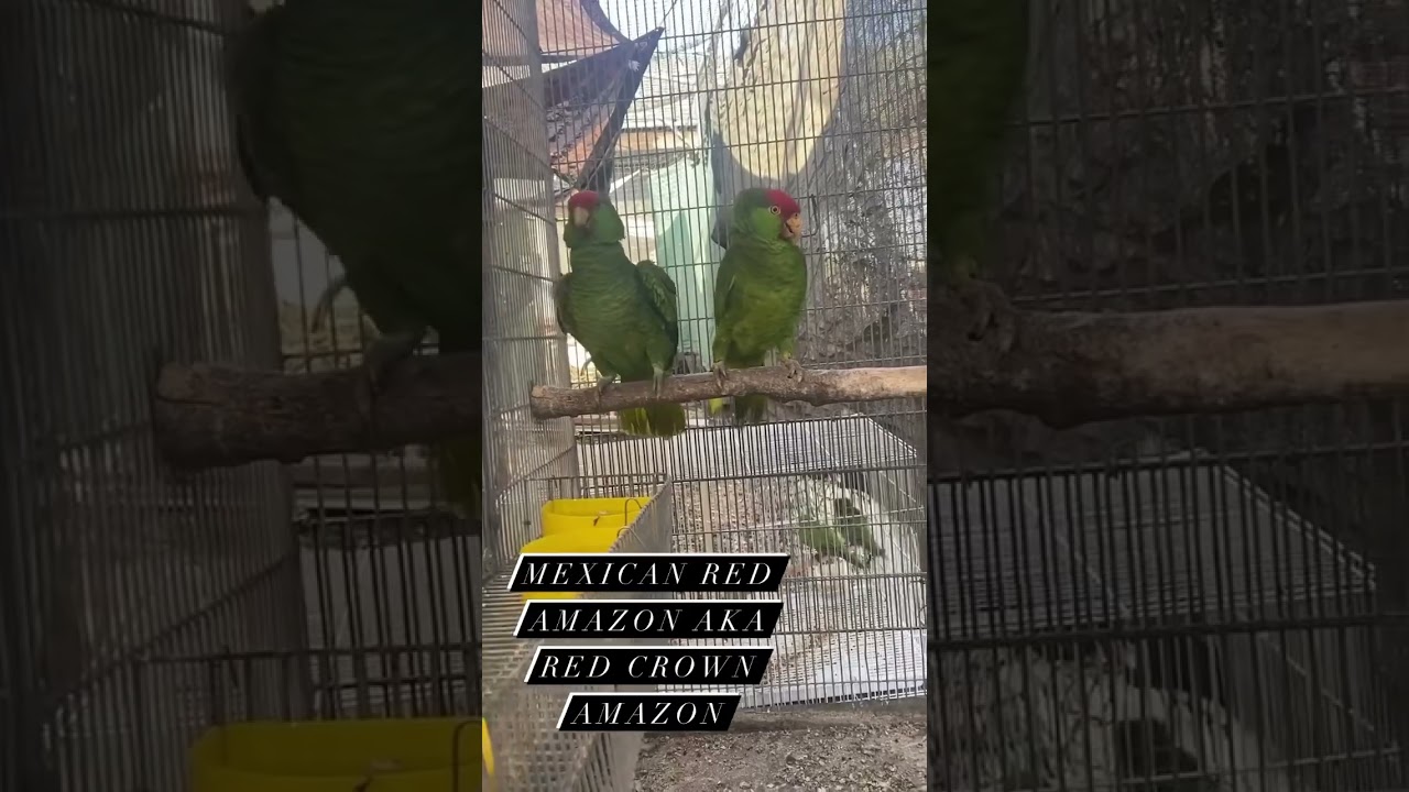 Red Crowned Amazons/ Mexican Red Amazons
