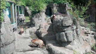 Central Park Zoo&#39;s grizzly bears, May 2022