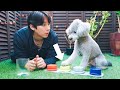 🐶愛犬に単語で会話できるボタンをあげたら凄すぎて怖かったwww