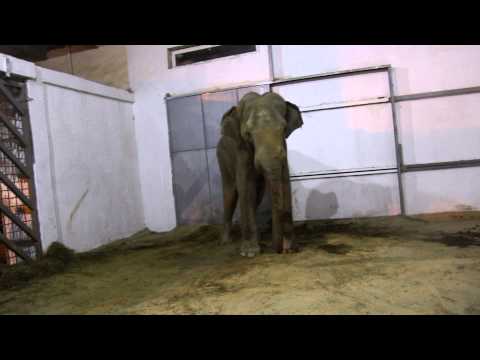 გრანდის ხელმეორედ დაბადება / Grand's rebirth