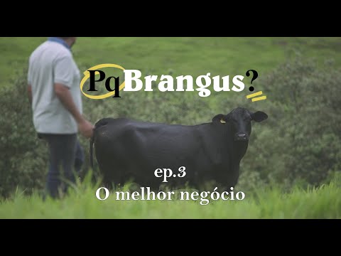 Pq Brangus? ep. 3: O melhor negócio