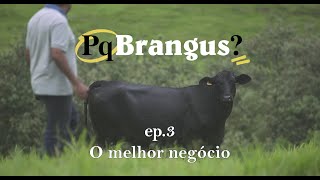 Pq Brangus? ep. 3: O melhor negócio