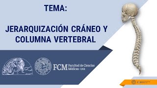 PARTE II Jerarquización Cráneo y Columna Vertebral. Actividad sincrónica.