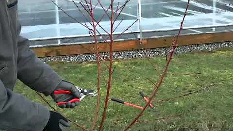 Pruning Young Peach Trees