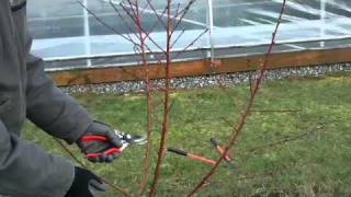 Pruning Young Peach Trees