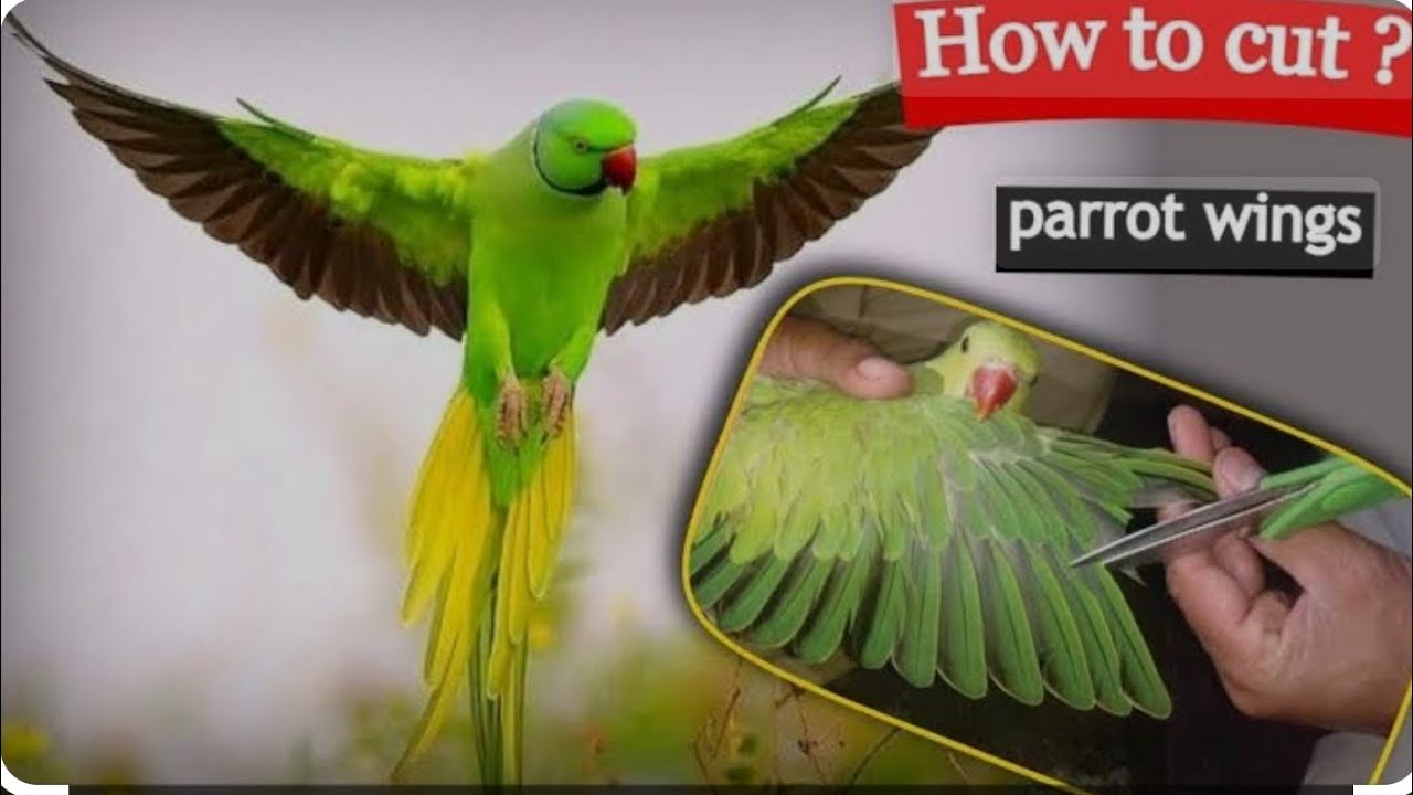 View of How to cut parrot wings at home? trimming wings #ringneck #parrotwings ...