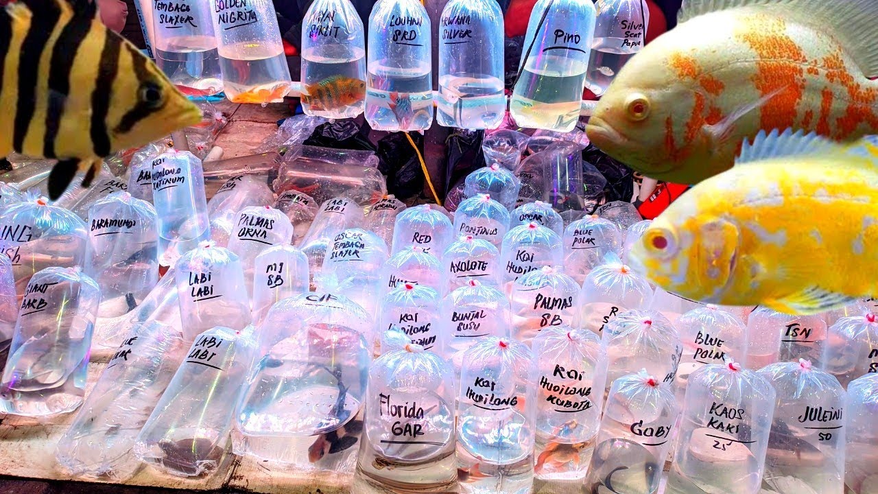 REVIEW IKAN PREDATOR DAN TANKMATE. BANYAK BANGET. ADA HARGA SEPASSAL. DI LAPAK INI